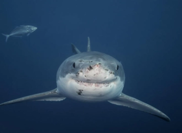A shark kills a man in Australia