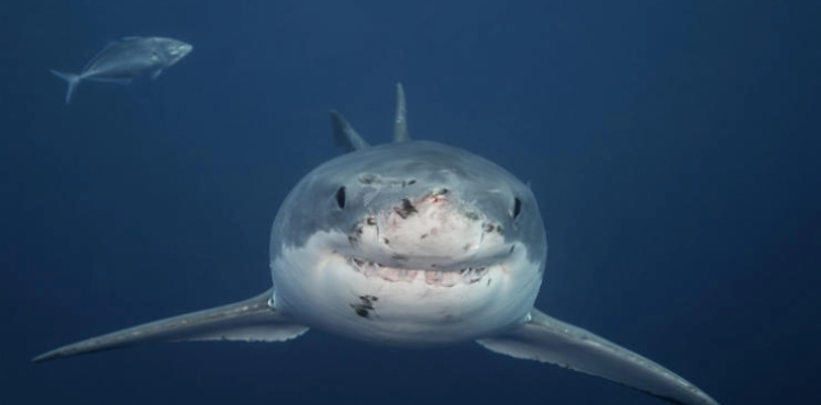 A shark kills a man in Australia
