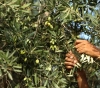 Settlers attack Olive pickers in Burin