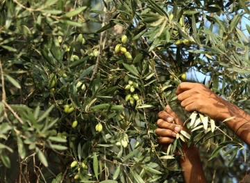 Settlers attack Olive pickers in Burin