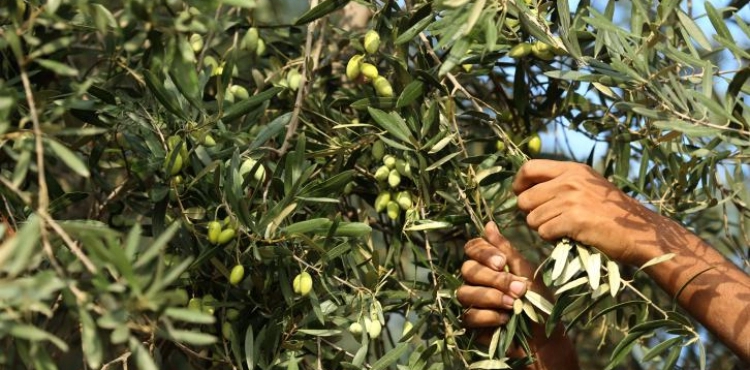 Settlers attack Olive pickers in Burin