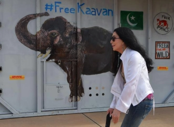 Elephant &quot;Kavan&quot; arrives safely in Cambodia to start a new life