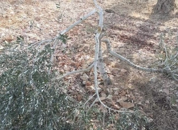 Settlers cut down olive trees in Kafr al-Dik