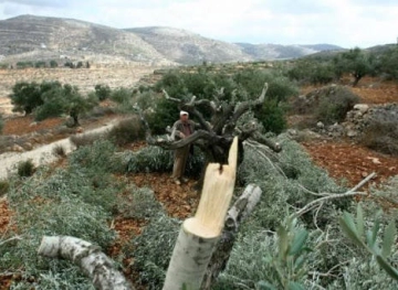 Settlers uproot seedlings of figs and olives in Hares