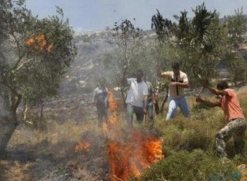 Settlers burn old olive trees in Yatta