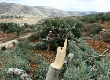 Settlers uproot 250 olive trees in Kisan