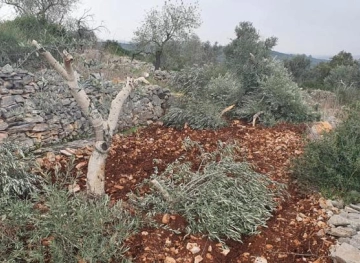 Settlers uproot olive seedlings in Hares