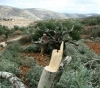 Settlers cut down dozens of olive trees west of Bethlehem