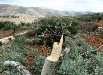 Settlers cut down dozens of olive trees west of Bethlehem