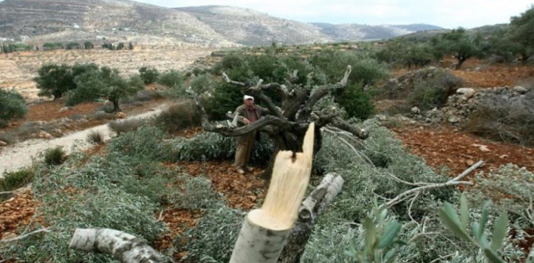Settlers cut down dozens of olive trees west of Bethlehem