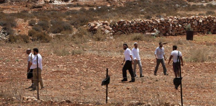 Settlers uproot dozens of trees and attack citizens in Beit Ummar