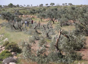 Settlers cut down 100 trees in Masafer Yatta