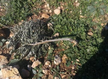 Settlers uproot 120 olive trees and destroy a fence and an agricultural room in Kafr al-Dik