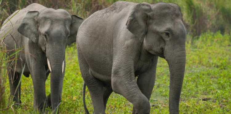 Satellite images to help preserve elephants