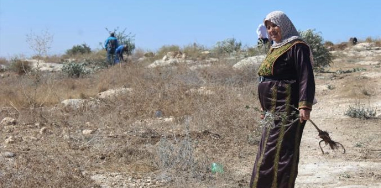IOF uprooted 200 olive trees from the land of Beit first