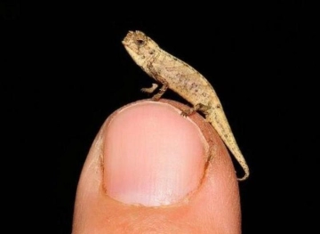 Scientists discover the smallest known reptile species