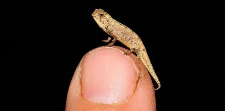 Scientists discover the smallest known reptile species