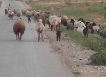Settler stowed herd of sheep in the Northern Jordan Valley