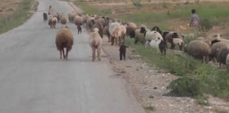 Settler stowed herd of sheep in the Northern Jordan Valley