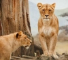 How does tourism kill animals in Africa?