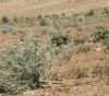 Settlers cut down 100 olive plants in Qusra
