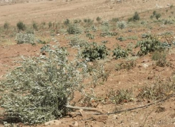 Settlers cut down 100 olive plants in Qusra