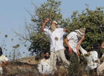 Settlers seize a &quot;cave&quot; and destroy agricultural crops for citizens, east of Yatta