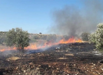 Settlers set fire to olive trees south of Bethlehem