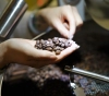 Rediscovering coffee could save its declining industry due to climate change