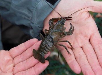 Lobster threatens Germany.