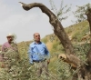 Settlers cut down 20 olive trees and damage agricultural crops in Masafer Yatta