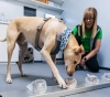 Dogs can detect corona injuries at the airport