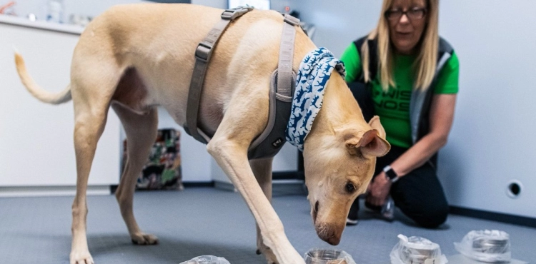 Dogs can detect corona injuries at the airport
