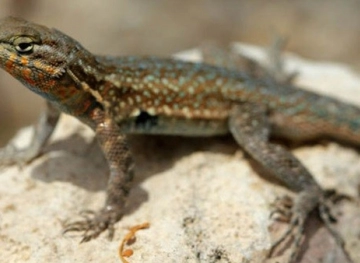 Warnings in the United States because of a species of lizards