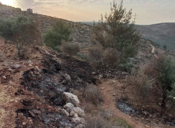 Settlers burn olive trees on Jabal Sabih