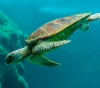 7 people died after eating sea turtle meat in Tanzania