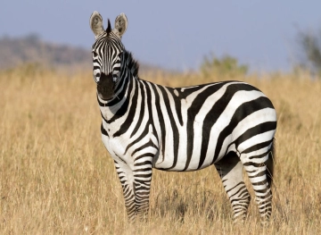 US police kill a zebra after it attacked its owner