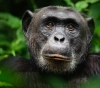 Fana, the largest chimpanzee in Guinea, dies