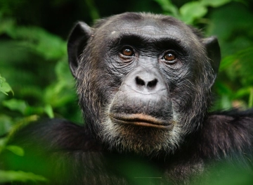 Fana, the largest chimpanzee in Guinea, dies