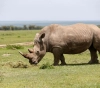 Hybrid embryos made in the lab to save white rhinos