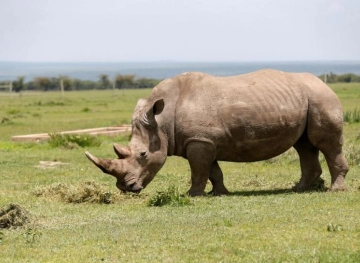 Hybrid embryos made in the lab to save white rhinos