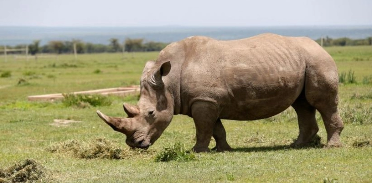 Hybrid embryos made in the lab to save white rhinos