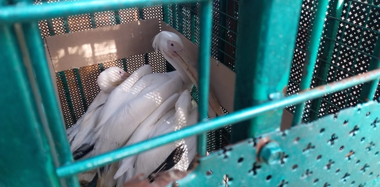 An international organization transporting 40 animals and birds from the Gaza Strip to Jordan