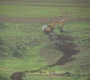 Occupation bulldozers distort the beauty of nature in the Jordan Valley by destroying and persecuting farmers