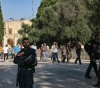 Dozens of settlers storm Al-Aqsa