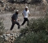 Settlers uproot hundreds of trees north of Ramallah