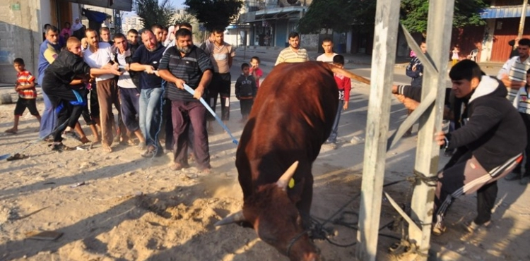 After performing the Eid prayer, the people of the Gaza Strip celebrate the feelings of Eid al-Adha