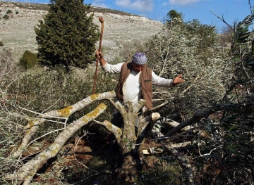 Settlers bulldoze to the ground in Einabus