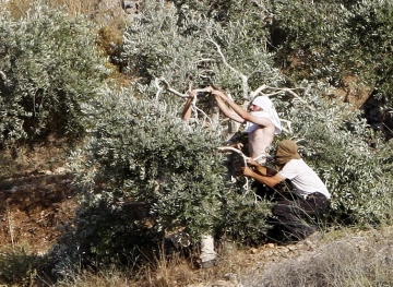 Settlers uproot more than 50 olive trees in Salfit