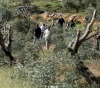 Settlers cut down 170 perennial olive trees east of Salfit